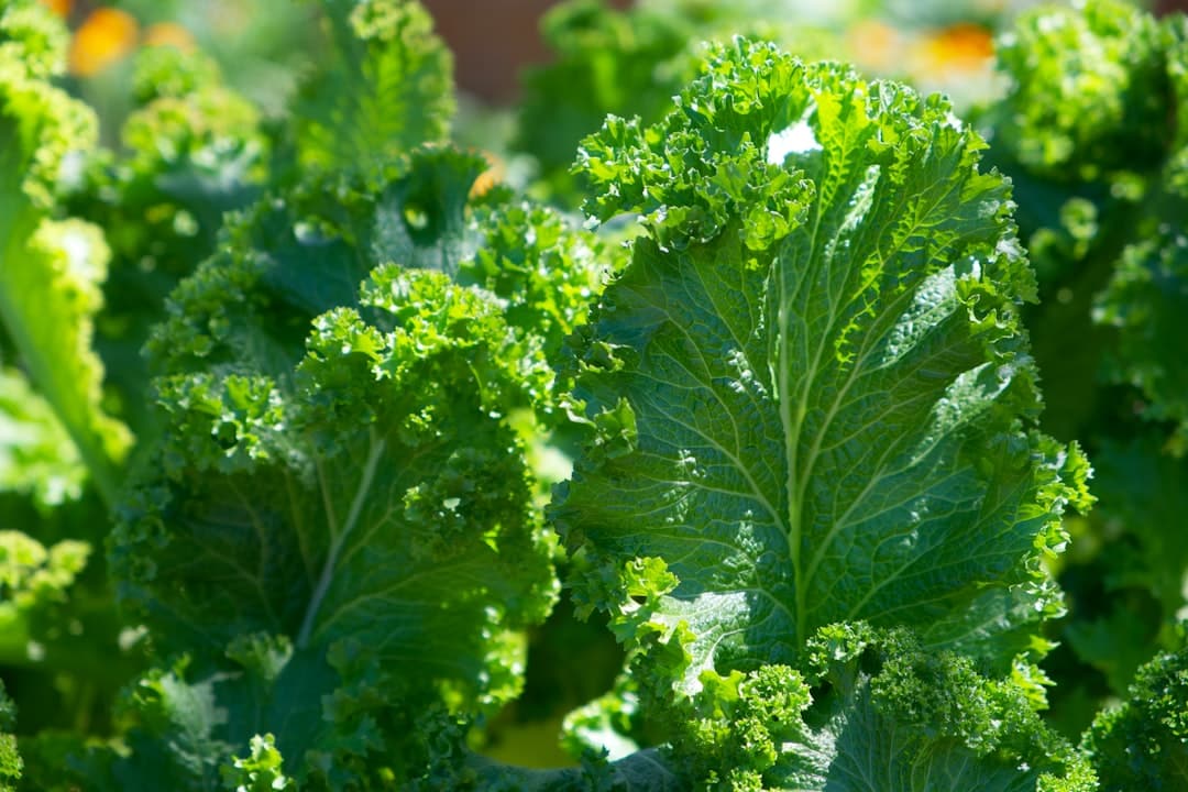 Photo Green leafy vegetables